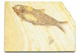 Detailed Fossil Fish (Knightia) - Wyoming #379455-1